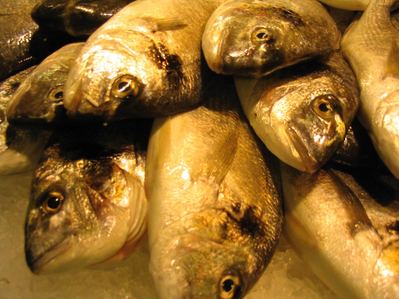 Canon POWERSHOT A70 sample photo. Fish on the market in barcelona photography