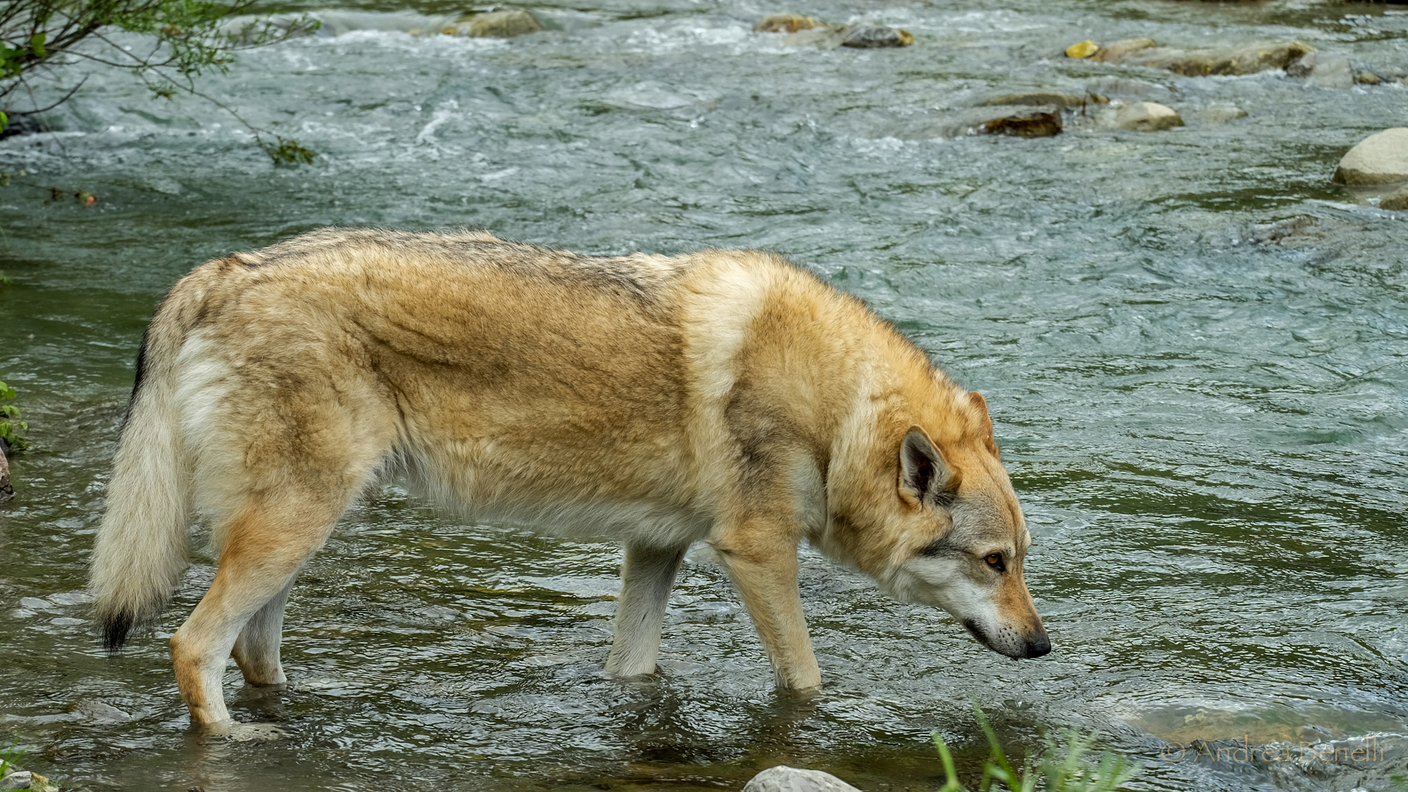 Fujifilm X-E2 + Fujifilm XC 50-230mm F4.5-6.7 OIS sample photo. Marte photography