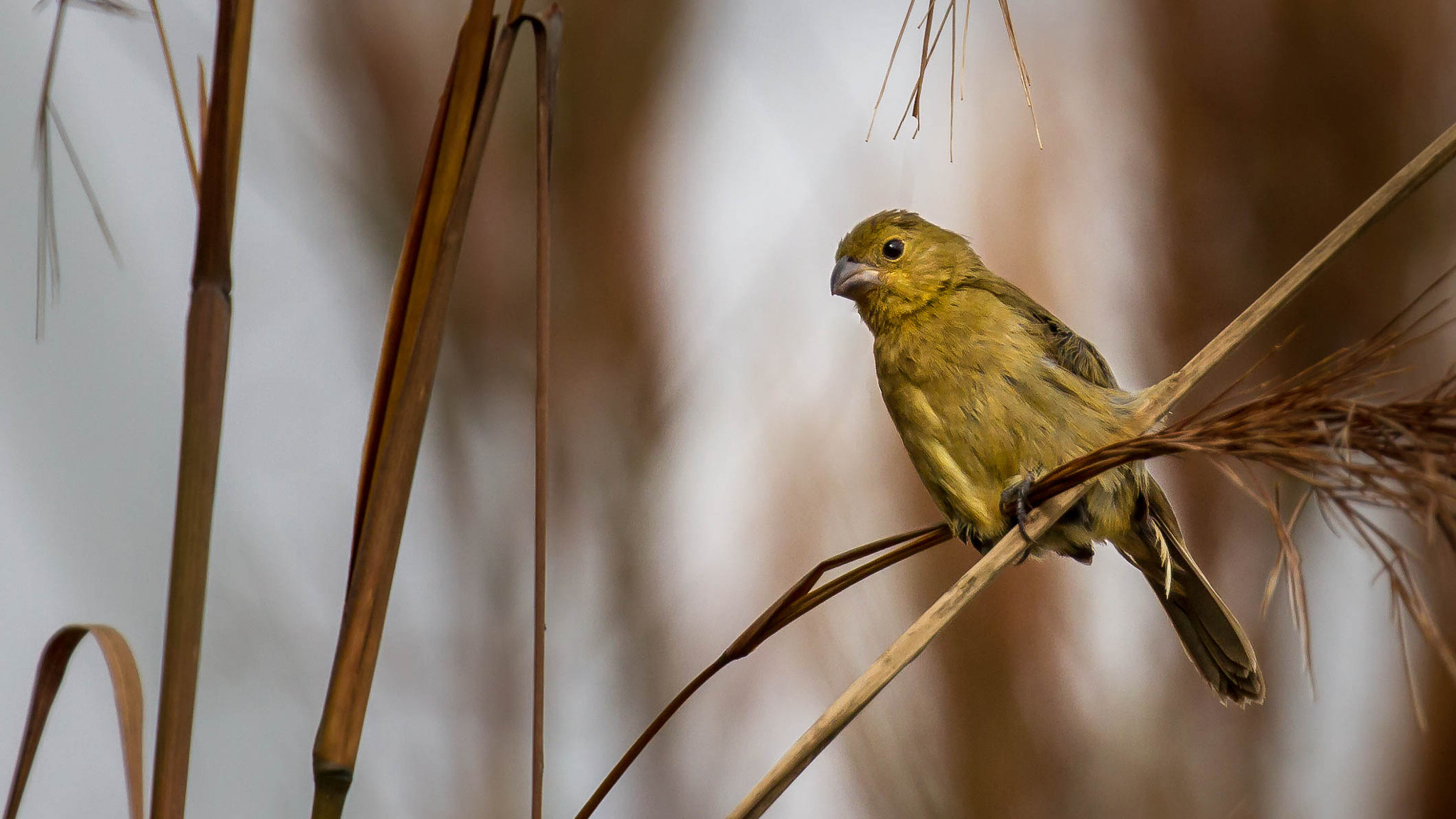 Canon EF 100-400mm F4.5-5.6L IS II USM sample photo. Variable seedeater (female) photography