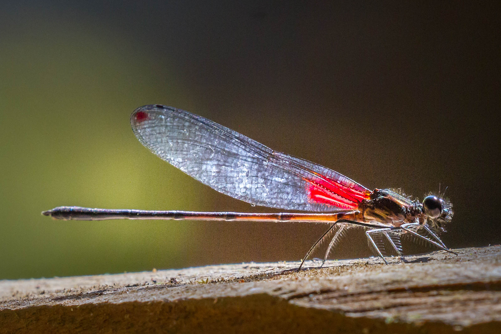 Canon EOS 7D + Canon EF 100-400mm F4.5-5.6L IS II USM sample photo. Damselfly photography