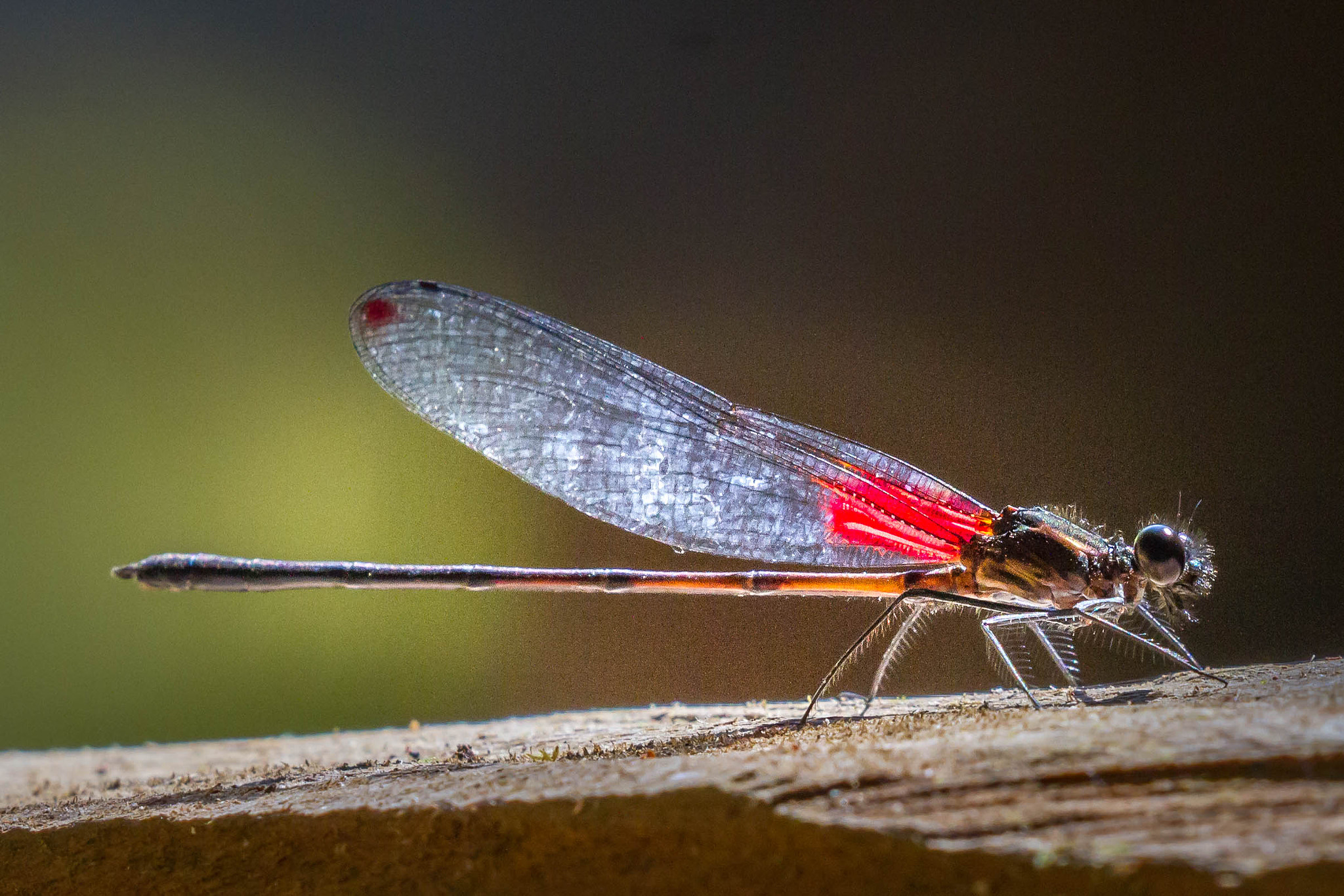 Canon EF 100-400mm F4.5-5.6L IS II USM sample photo. Damselfly photography