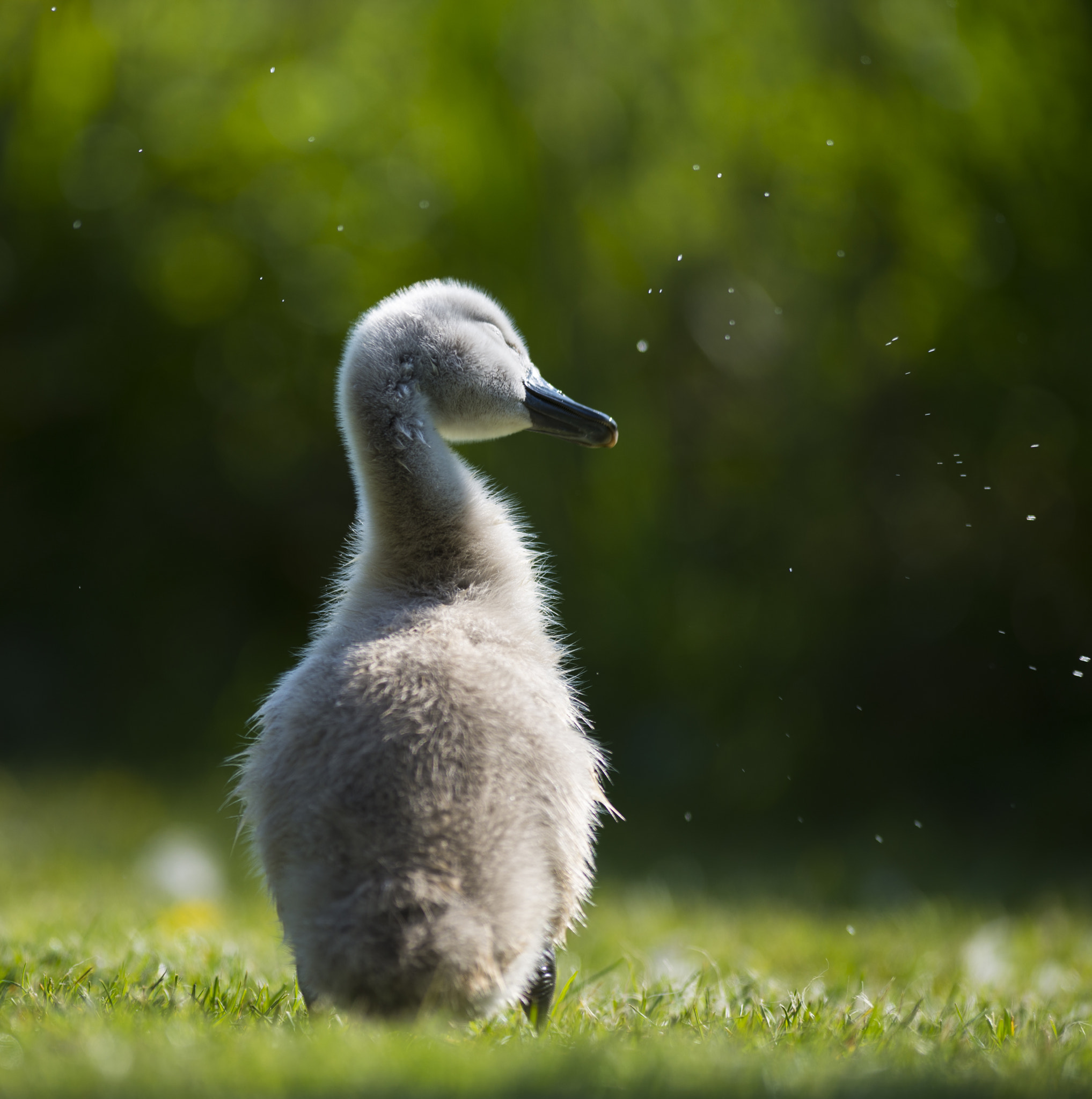 Nikon D610 + Nikon AF-S Nikkor 300mm F2.8G ED-IF VR sample photo. Drip drop photography