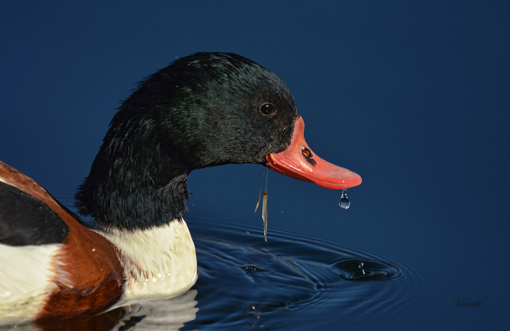 Nikon D7100 + Sigma 50-500mm F4-6.3 EX APO RF HSM sample photo. Suna (common shelduck, tadorna tadorna) photography