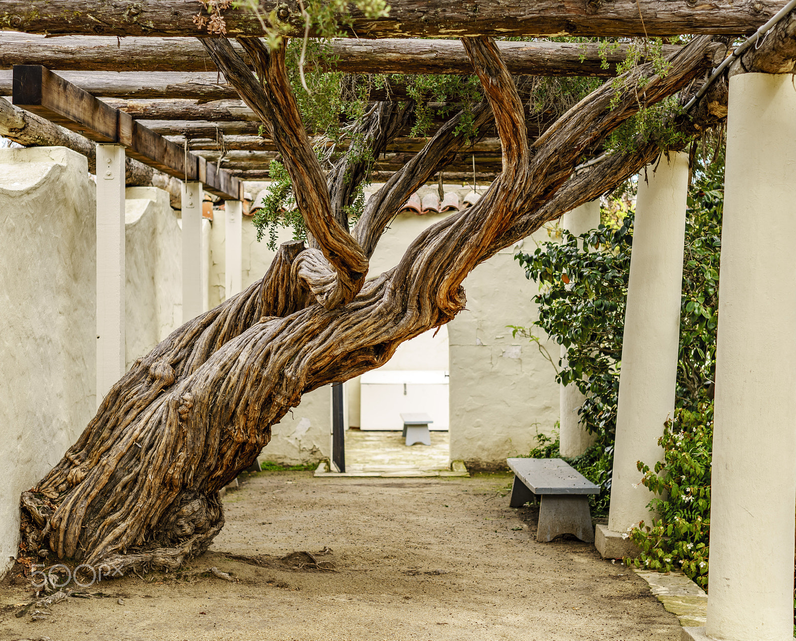 E 50mm F2 sample photo. Crooked tree in monterey photography