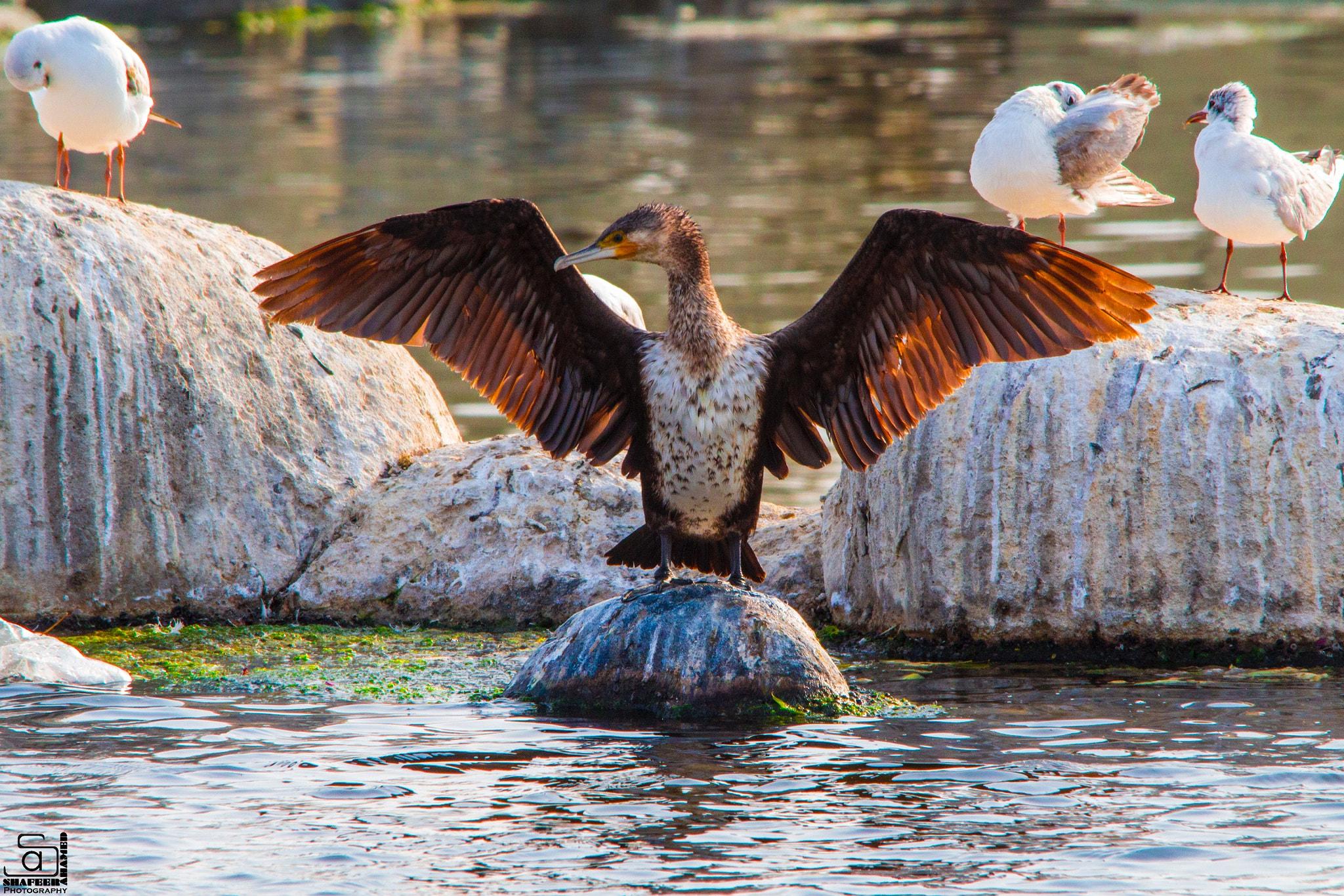 Sigma 150-500mm F5-6.3 DG OS HSM sample photo. Bird : socotra cormorant photography