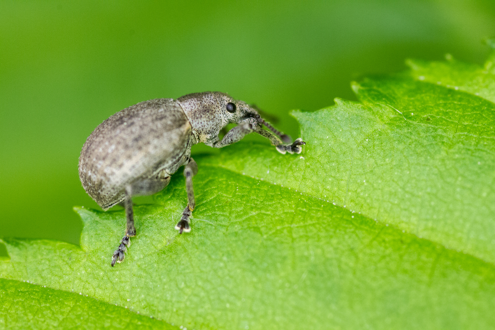 Canon EOS 7D + Sigma 105mm F2.8 EX DG Macro sample photo. Phyllobius roboretanus photography