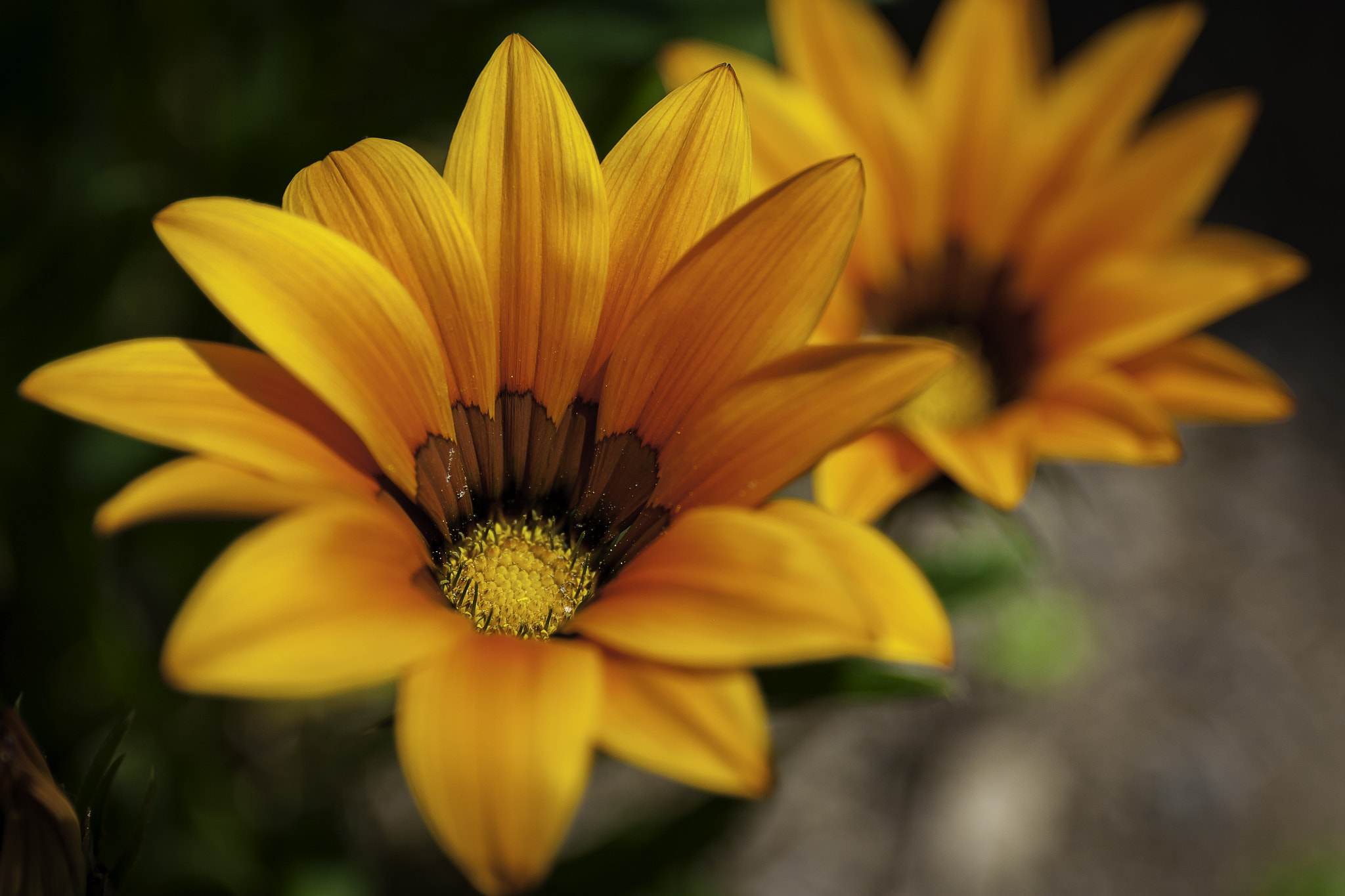 Canon EF 24-70mm F4L IS USM sample photo. Fleurs photography