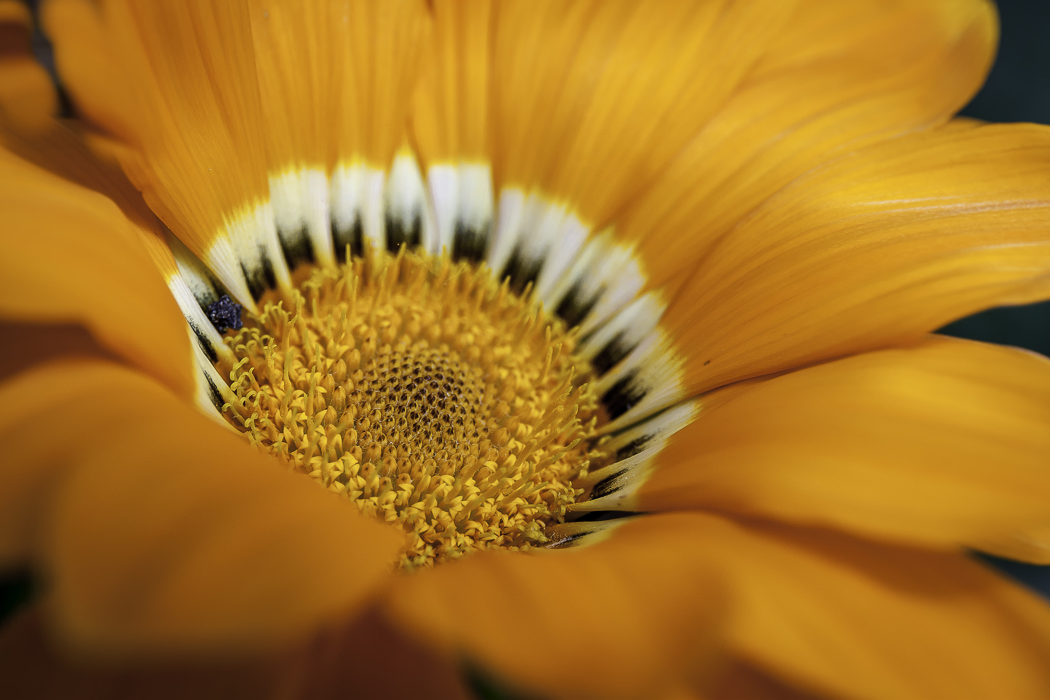Canon EF 24-70mm F4L IS USM sample photo. Fleurs photography