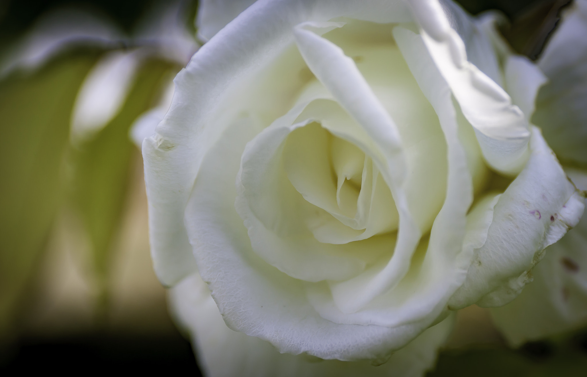 Canon EF 24-70mm F4L IS USM sample photo. Fleurs photography