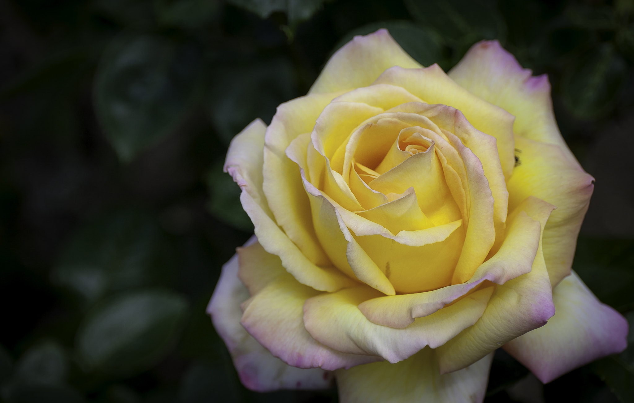 Canon EF 24-70mm F4L IS USM sample photo. Fleurs photography