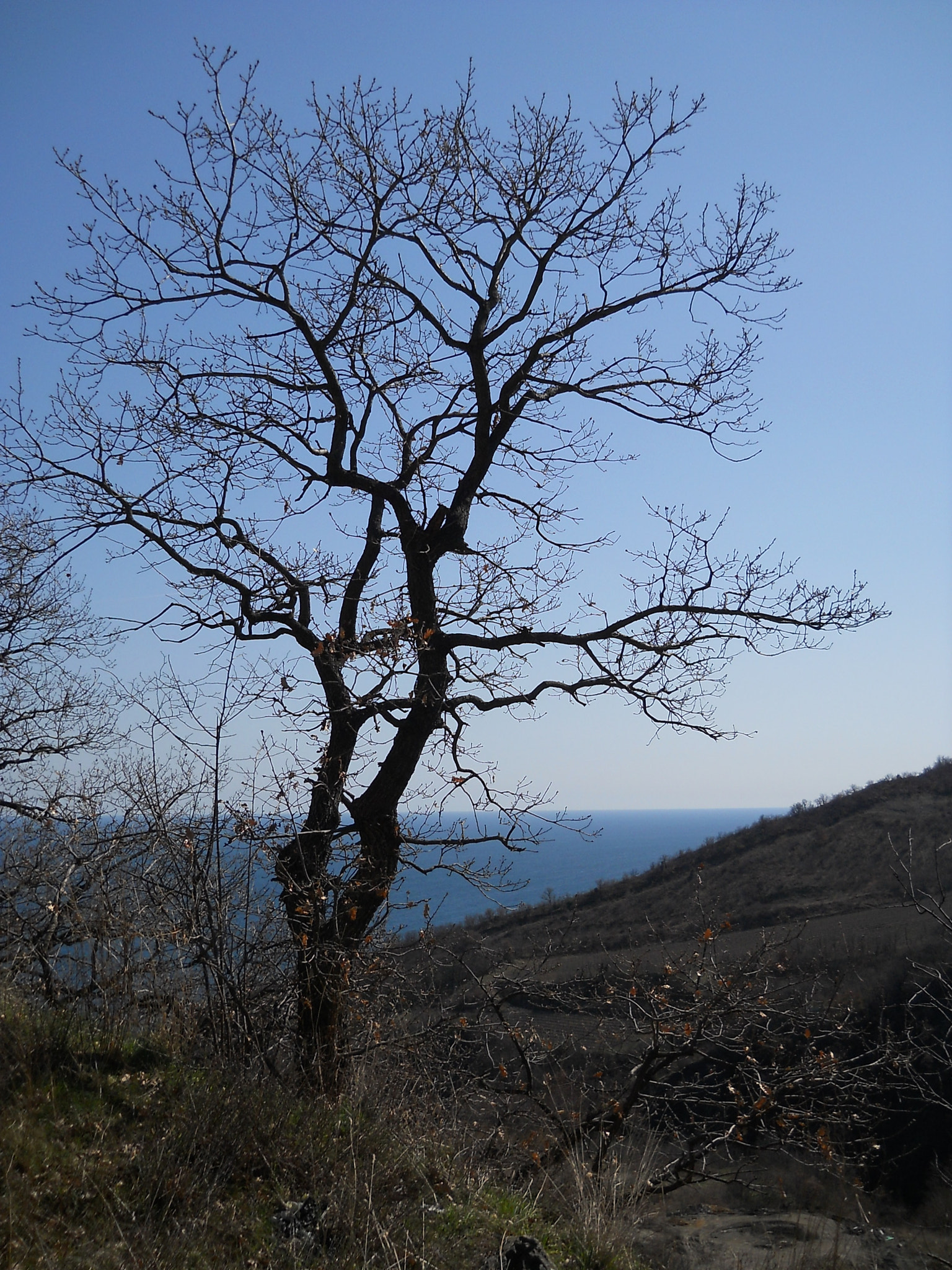 Nikon Coolpix L21 sample photo. Derevo 2 photography