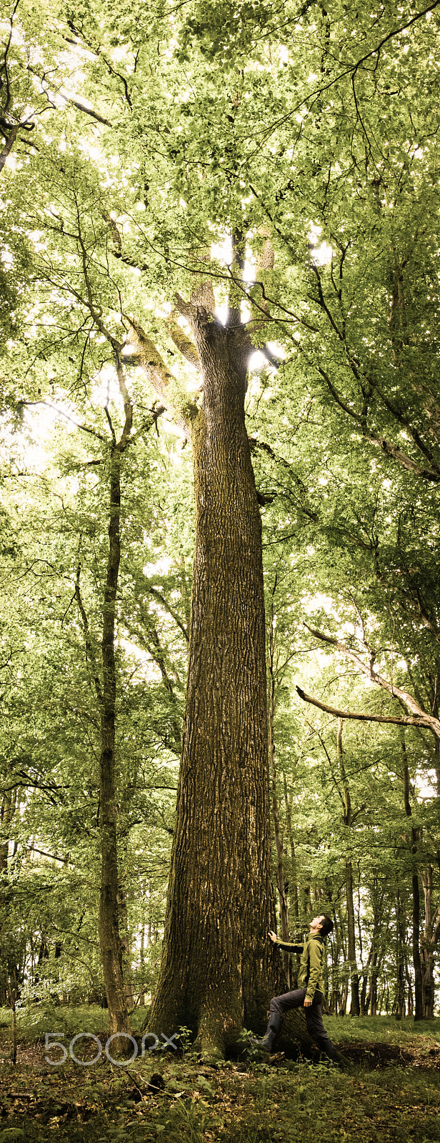 Sigma 18-200mm F3.5-6.3 DC OS HSM sample photo. Having a chat with the ents photography