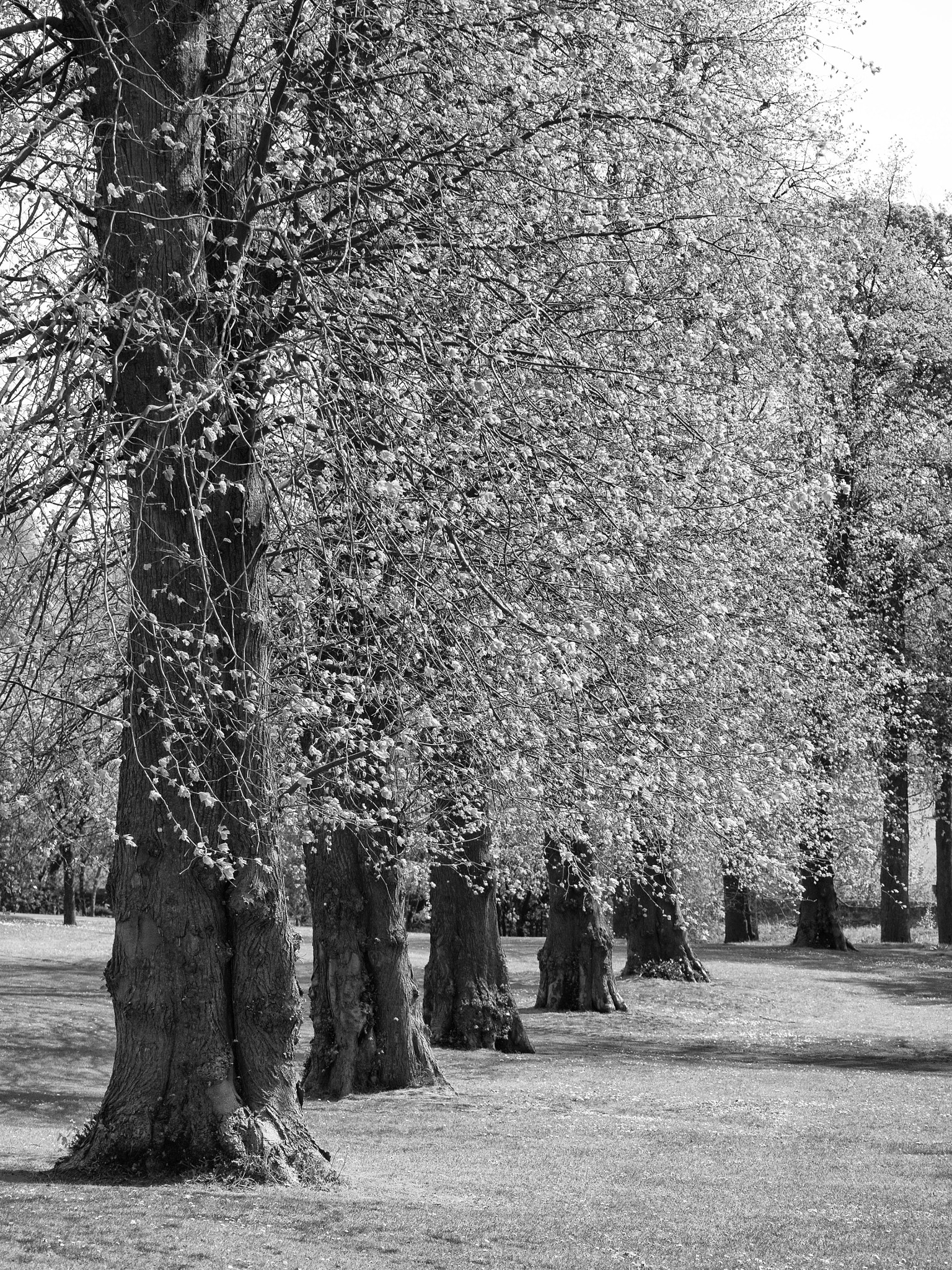 Panasonic Lumix DMC-G5 sample photo. -1605_pittencrieff_park050050-edit.jpg photography