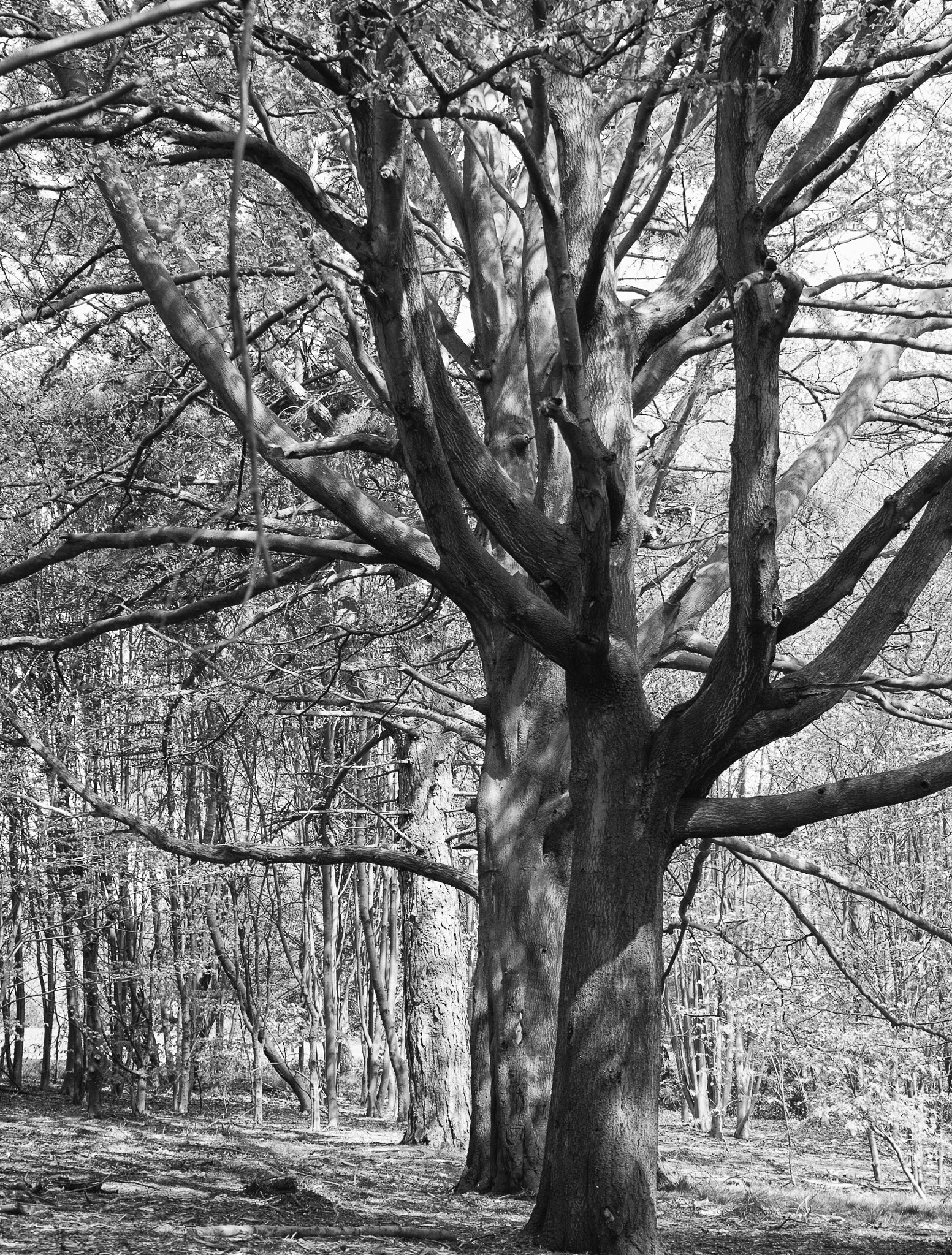 Panasonic Lumix DMC-G5 sample photo. -1605_pittencrieff_park062062-edit.jpg photography