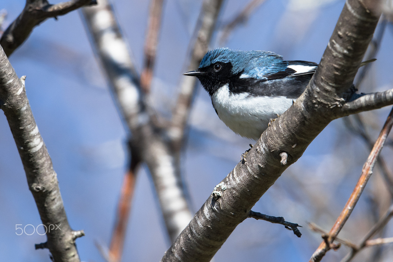 Nikon AF-S Nikkor 500mm F4E FL ED VR sample photo. Black throated blue warbler photography