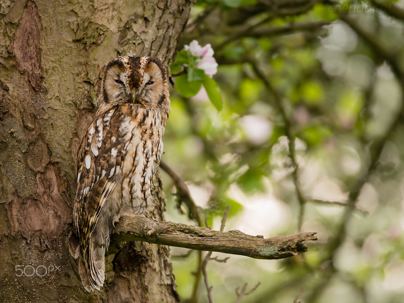 Nikon AF-S Nikkor 200-400mm F4G ED-IF VR sample photo. Camouflaged tawny photography