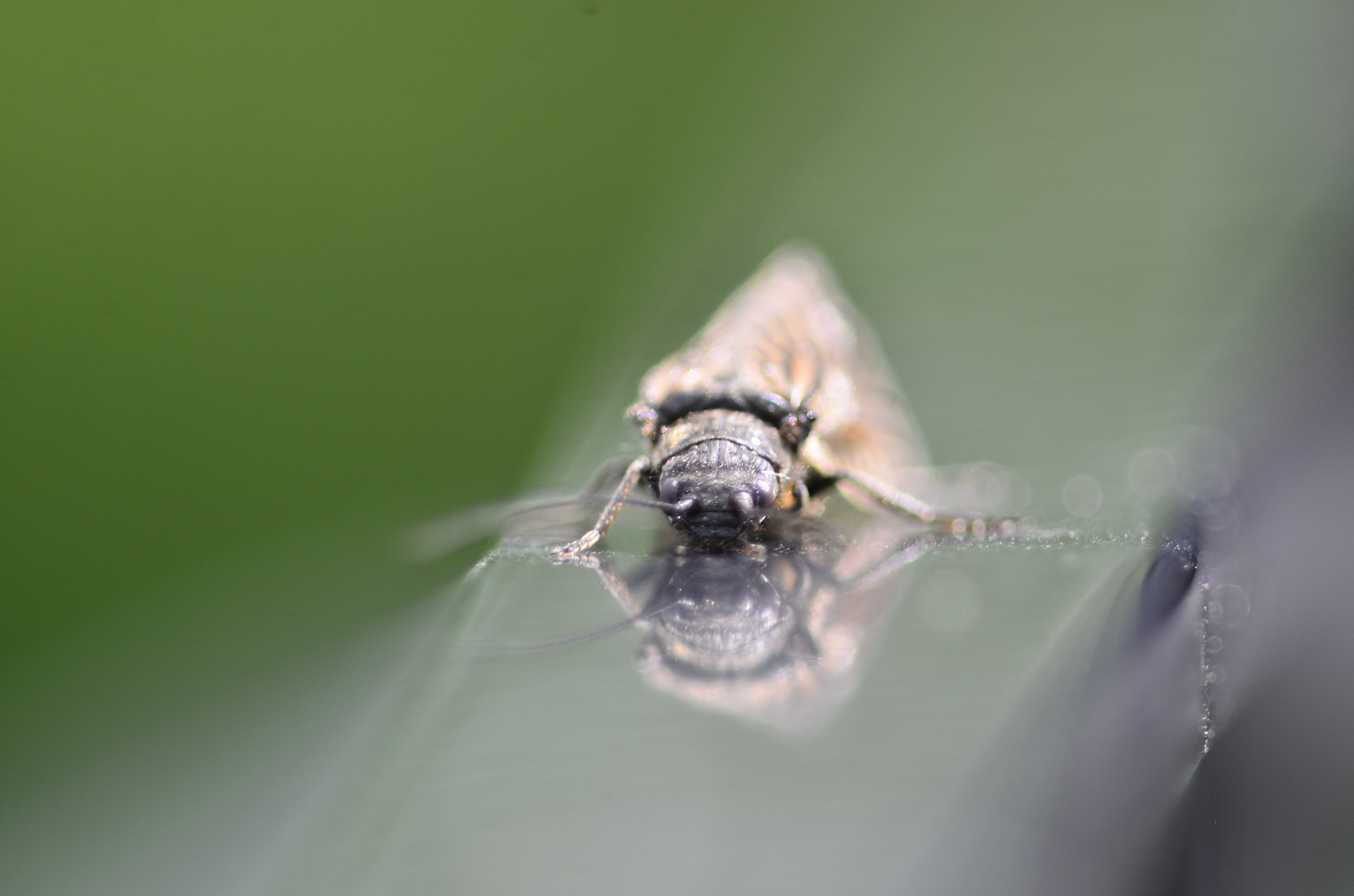 Manual Lens No CPU sample photo. Creepy bug photography