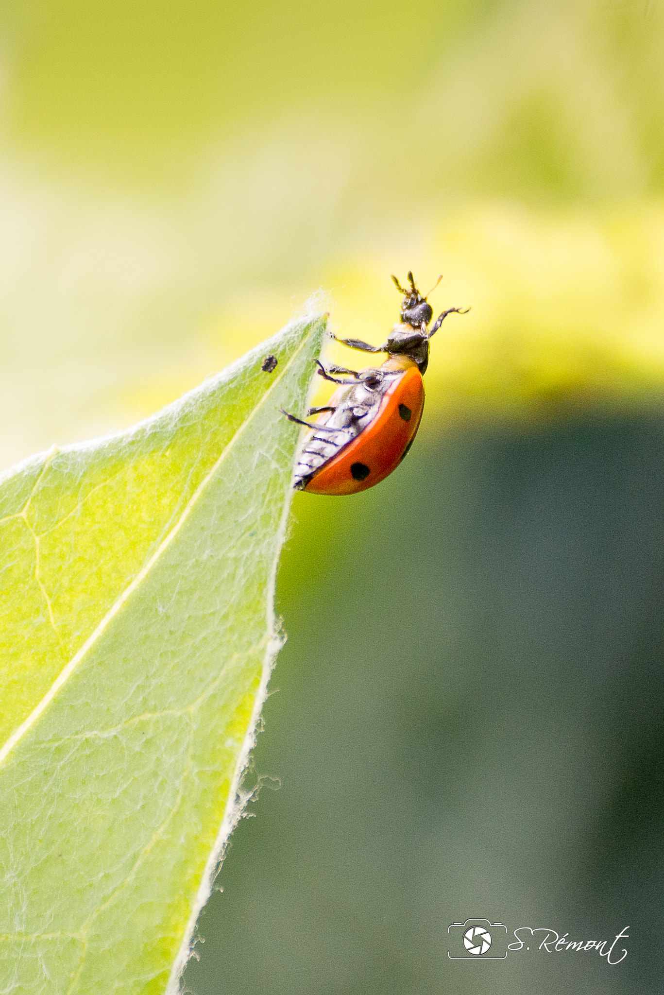Nikon D610 + Sigma 70-300mm F4-5.6 APO DG Macro sample photo. Beetle...bug...ladybird....ladybug....youhou photography