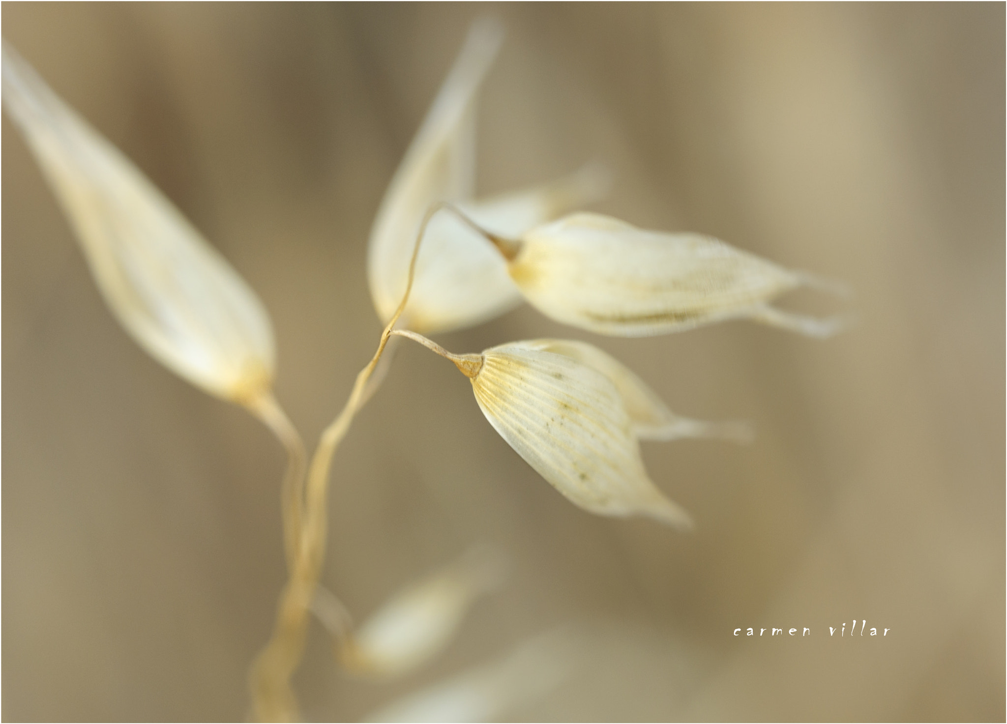 Sigma 150mm F2.8 EX DG OS Macro HSM sample photo. Ligereza photography