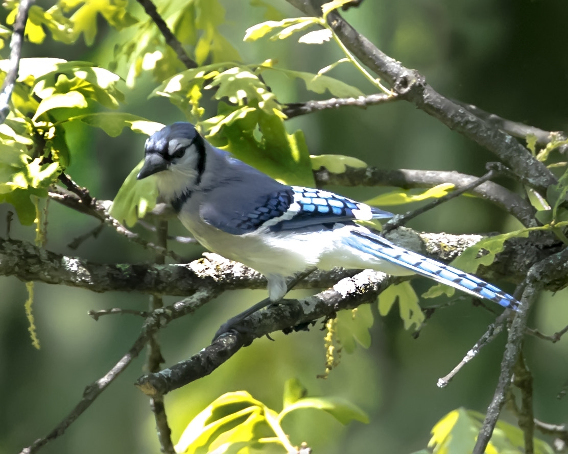 Canon EOS-1D X Mark II + Canon EF 300mm F2.8L IS II USM sample photo. Blue bird in a tree photography