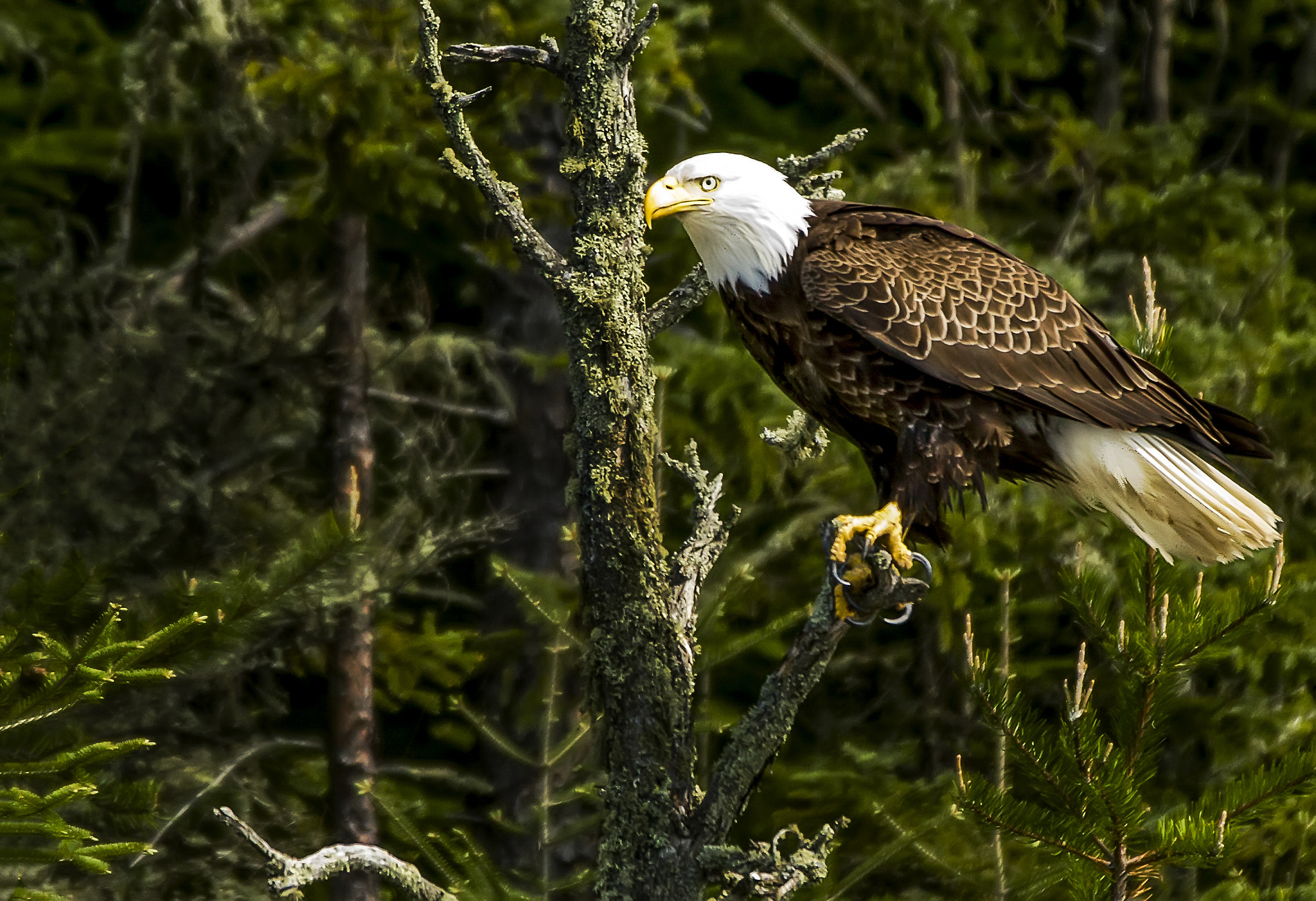 Canon EF 70-200mm F2.8L IS II USM sample photo. Eagle portrait photography