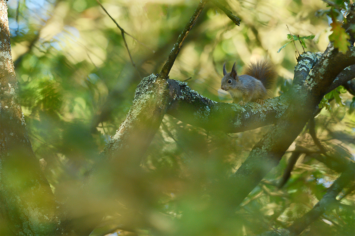 Nikon Nikkor AF-S 300mm F4E PF ED VR sample photo. Eurasian red squirrel (sciurus vulgaris) photography