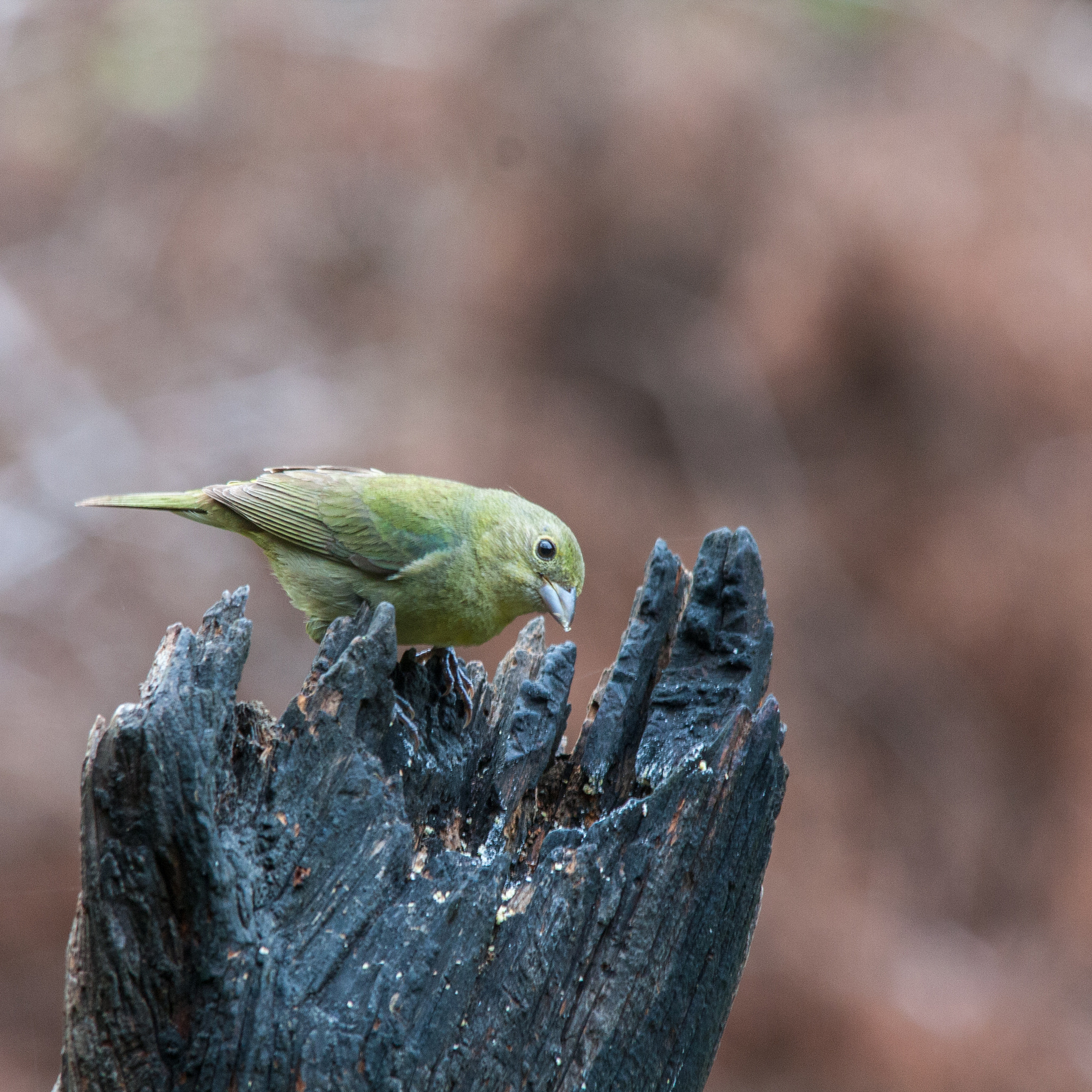 Sigma 150-500mm F5-6.3 DG OS HSM sample photo. Painted bunting female photography