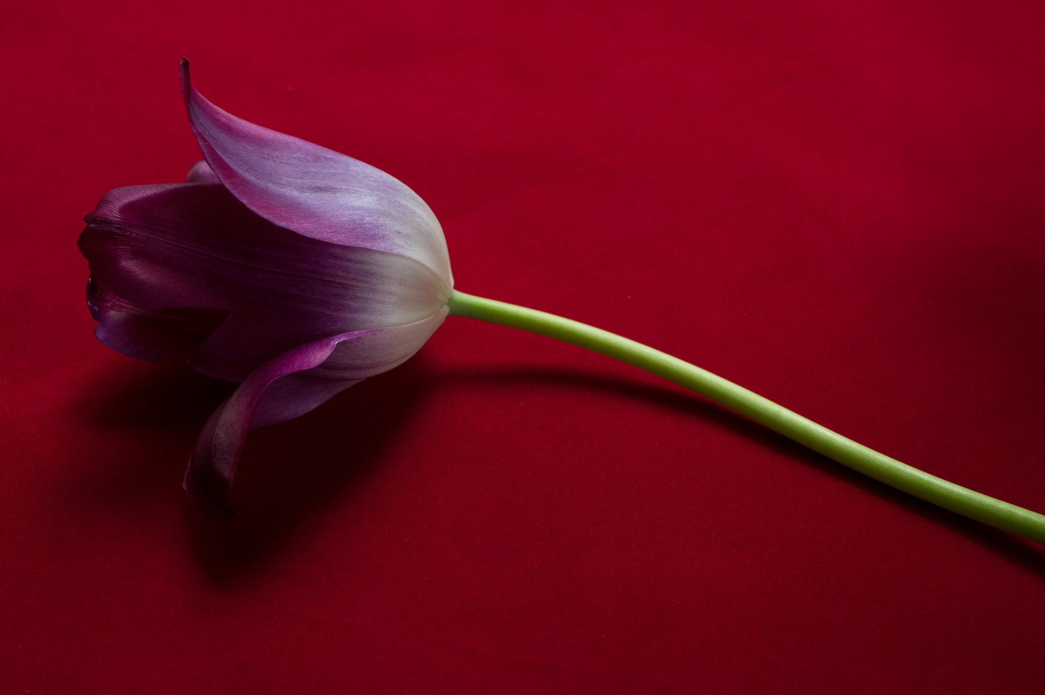 Pentax K-3 sample photo. Purple tulip photography