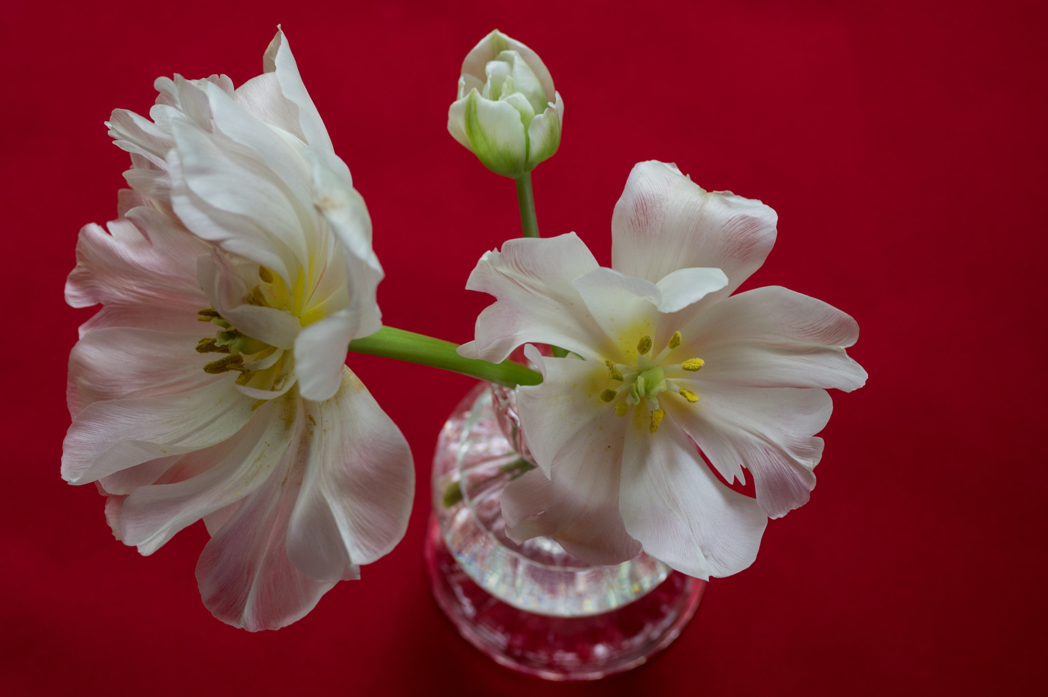 Pentax K-3 + smc PENTAX-FA Macro 50mm F2.8 sample photo. Tulips  photography