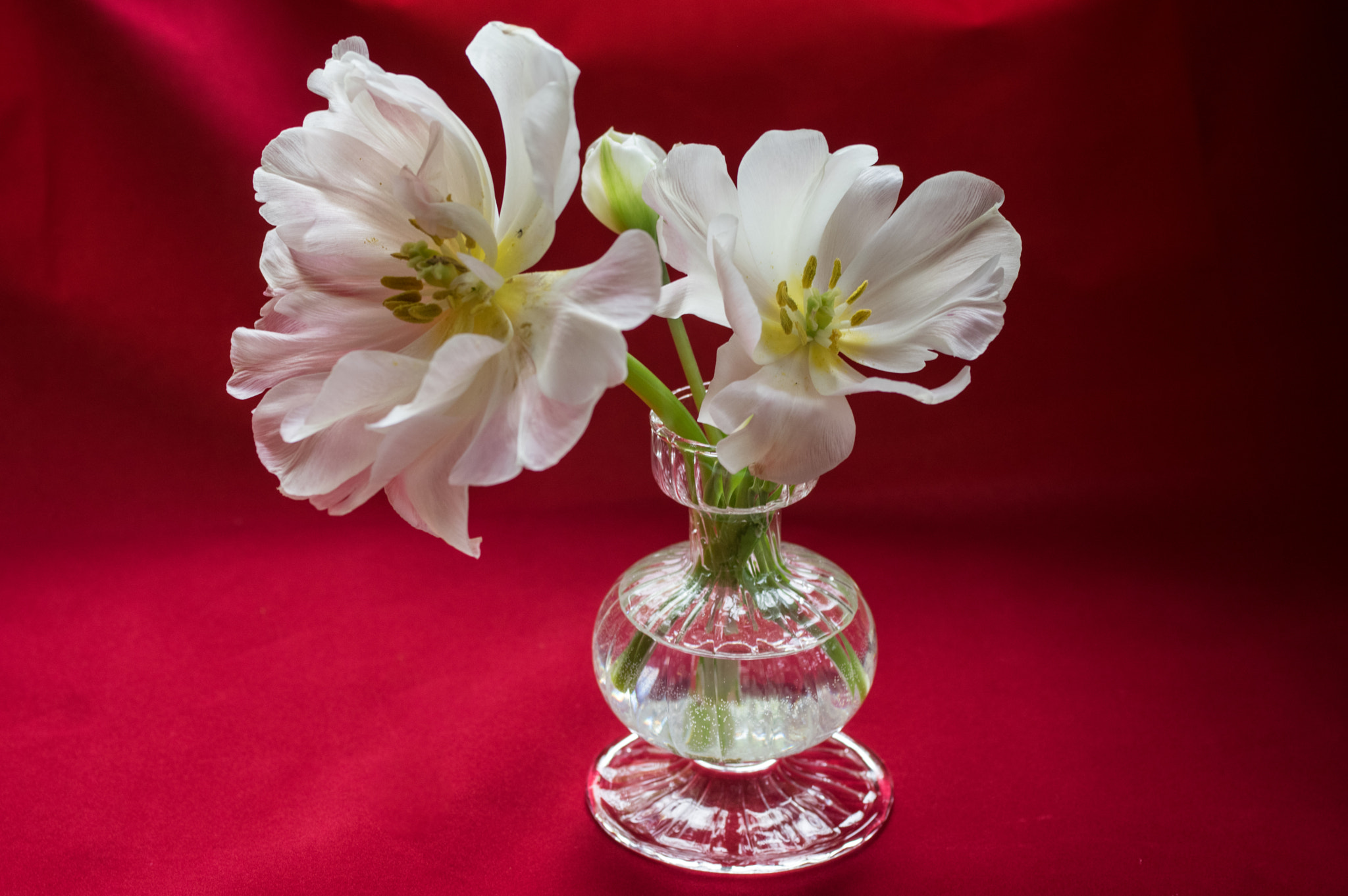 Pentax K-3 + smc PENTAX-FA Macro 50mm F2.8 sample photo. Tulips in bud vase photography