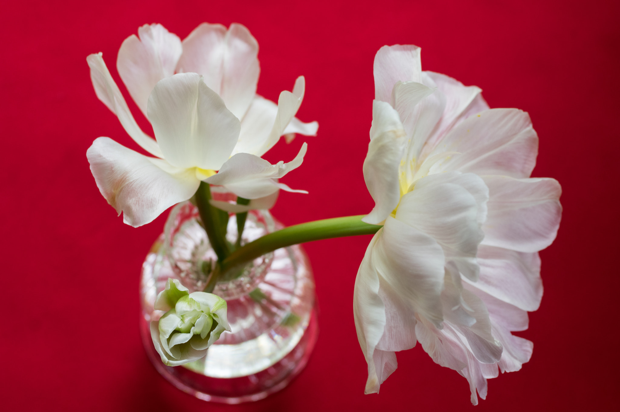 Pentax K-3 sample photo. Tulips photography