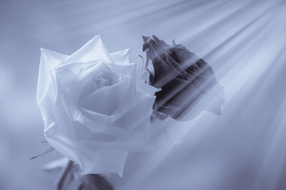 100mm F2.8 G SSM OSS sample photo. Light and shadow photography