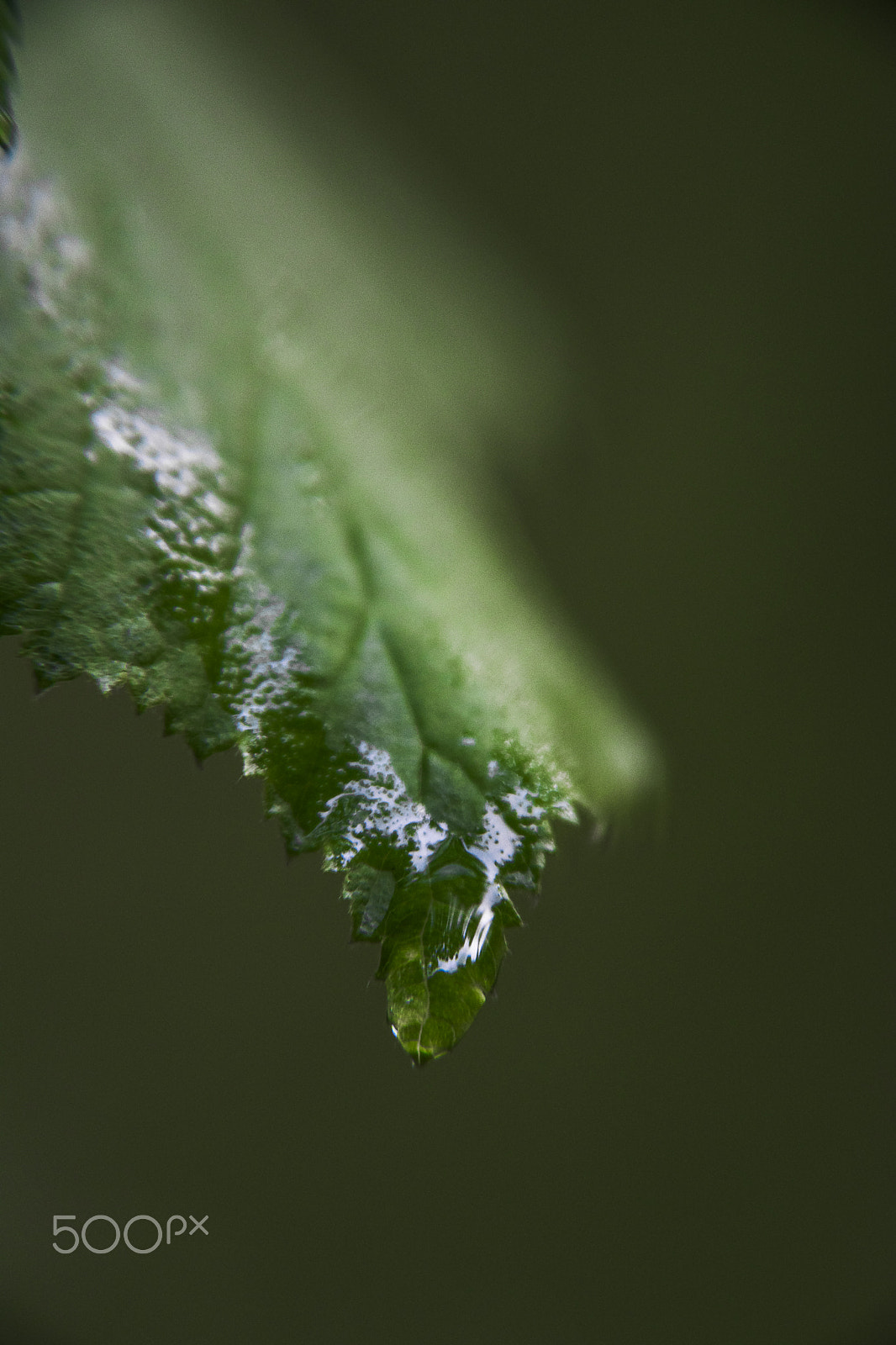 Sigma 17-70mm F2.8-4 DC Macro OS HSM sample photo. Leaf photography