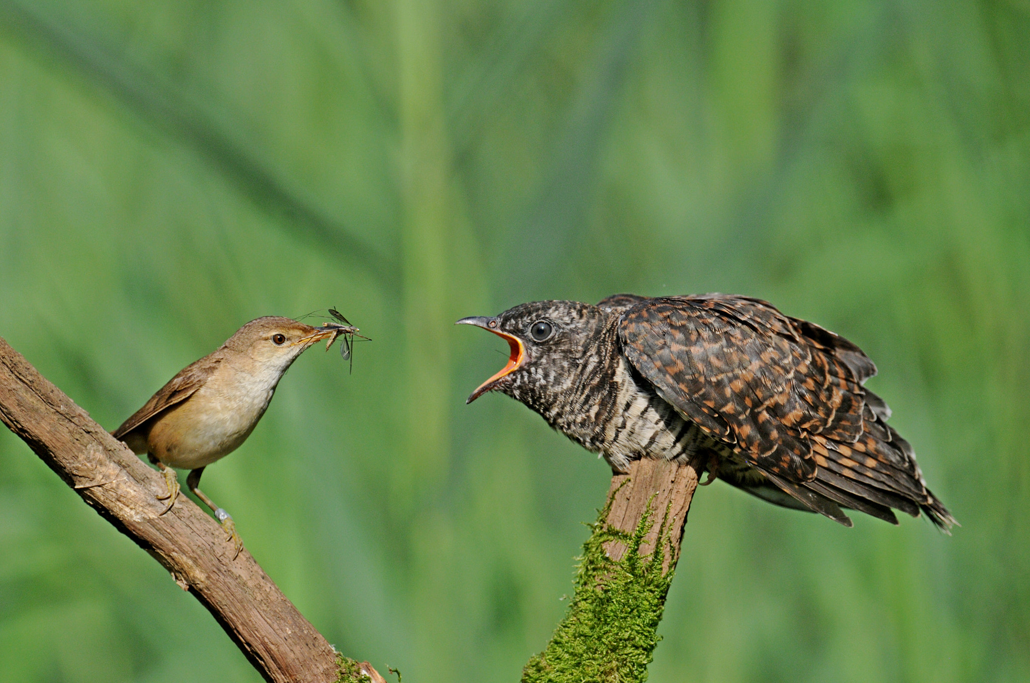 Nikon D300 + Nikon AF-S Nikkor 600mm F4G ED VR sample photo. Small and big photography