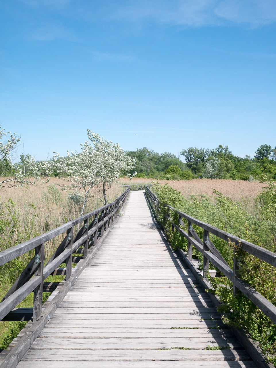 Panasonic Lumix DMC-G7 + LEICA DG SUMMILUX 15/F1.7 sample photo. Boardwalk photography