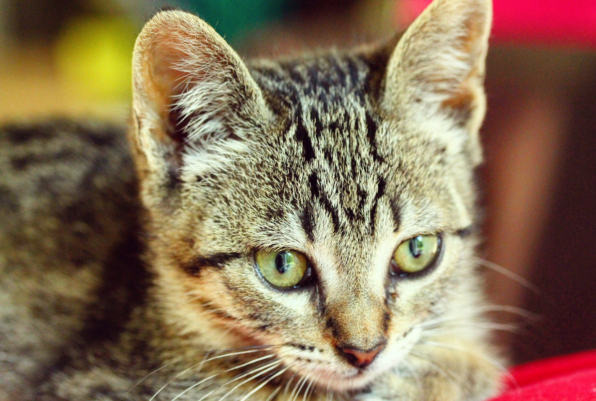 Canon EF-S 60mm F2.8 Macro USM sample photo. Nuestra pequeña trigresa! photography