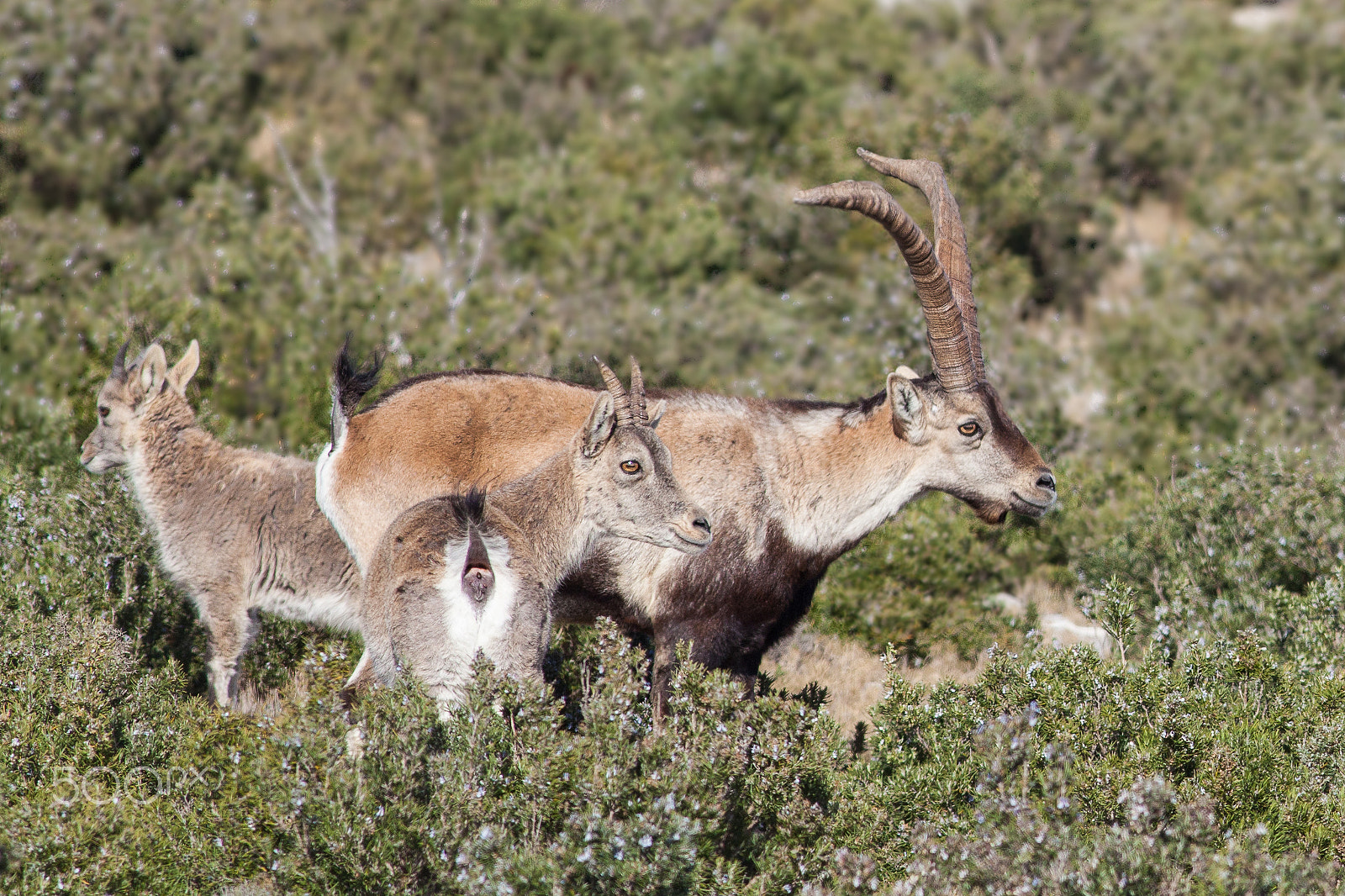 Canon EOS 5D Mark II + Canon EF 400mm F5.6L USM sample photo. Wild goats photography