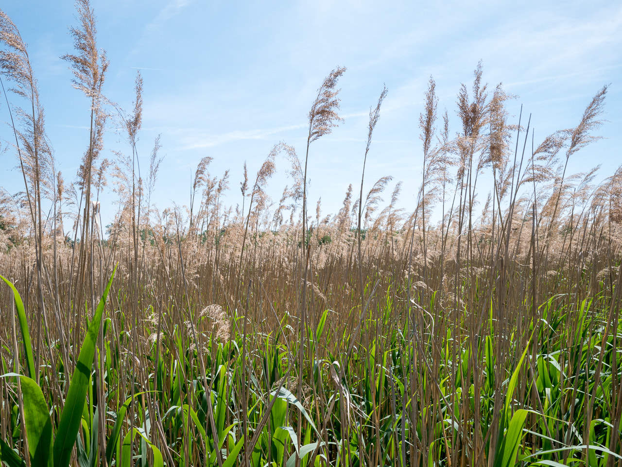 Panasonic Lumix DMC-G7 + LEICA DG SUMMILUX 15/F1.7 sample photo. Reed photography