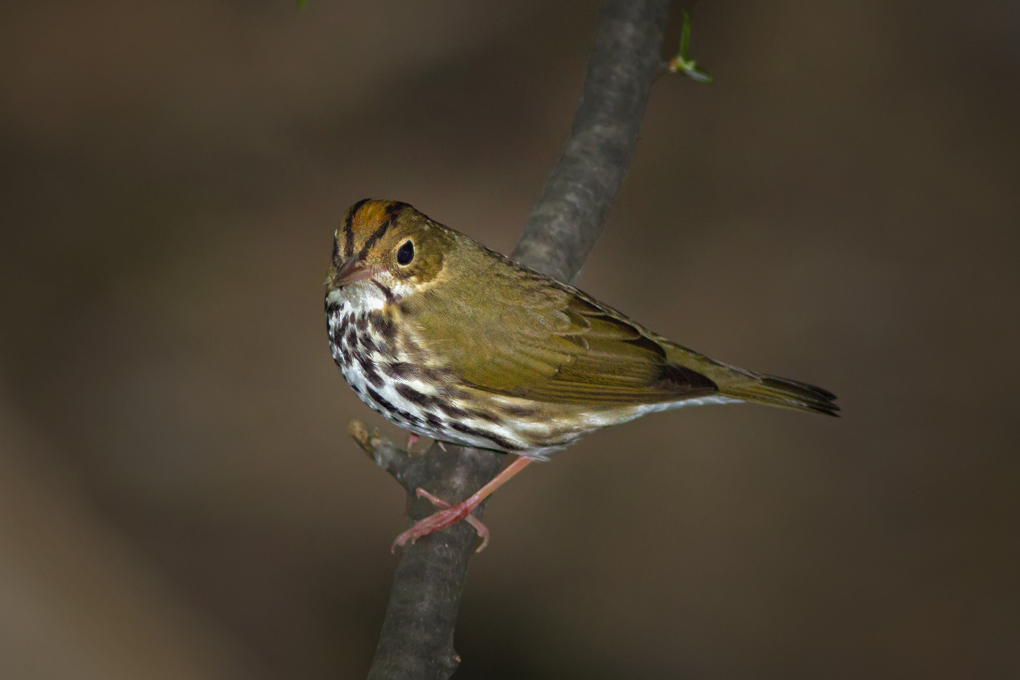 Canon EF 300mm F4L IS USM sample photo. Ovenbird 2878 photography