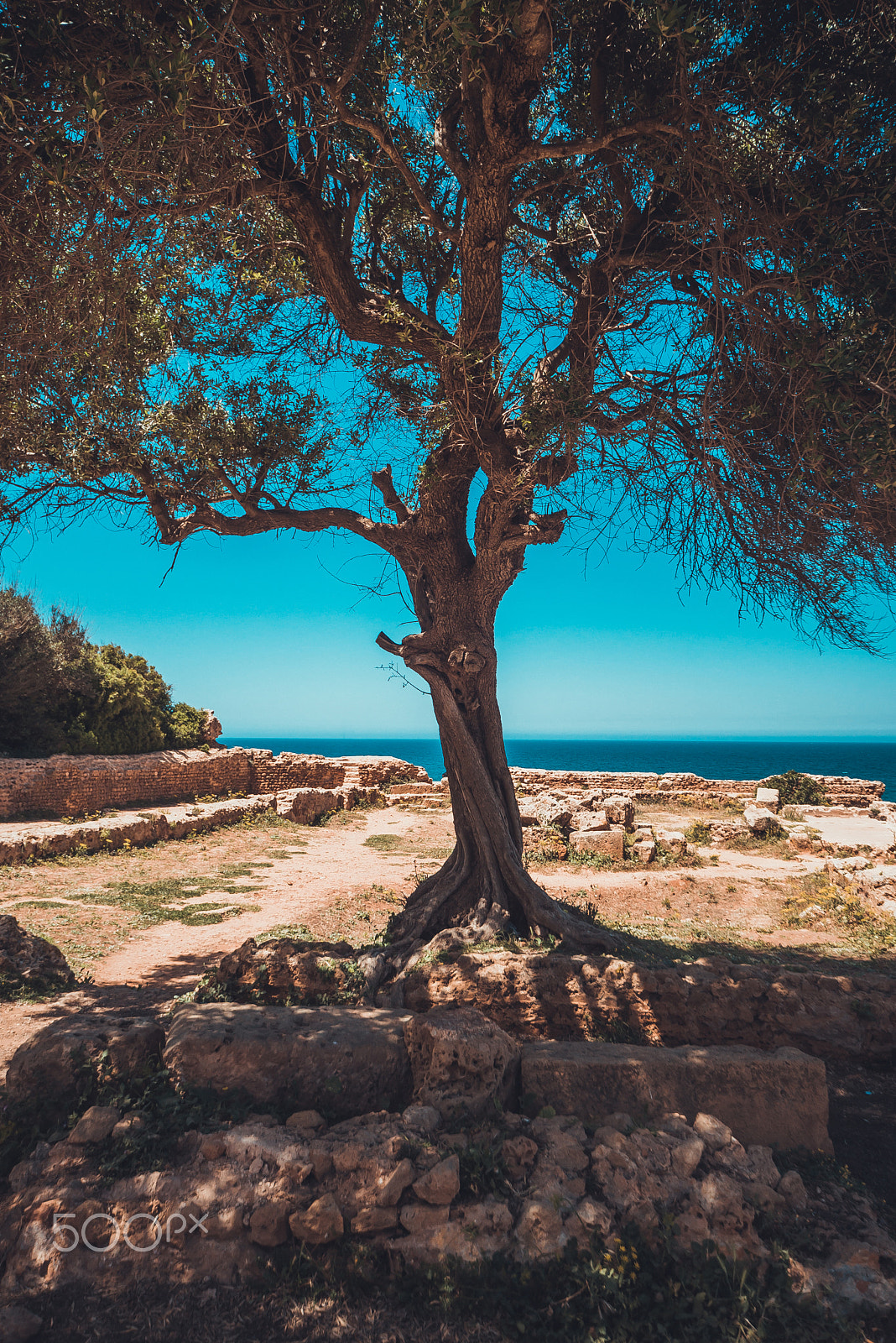 Nikon D610 + Sigma 12-24mm F4.5-5.6 EX DG Aspherical HSM sample photo. A l'ombre d'un arbre photography