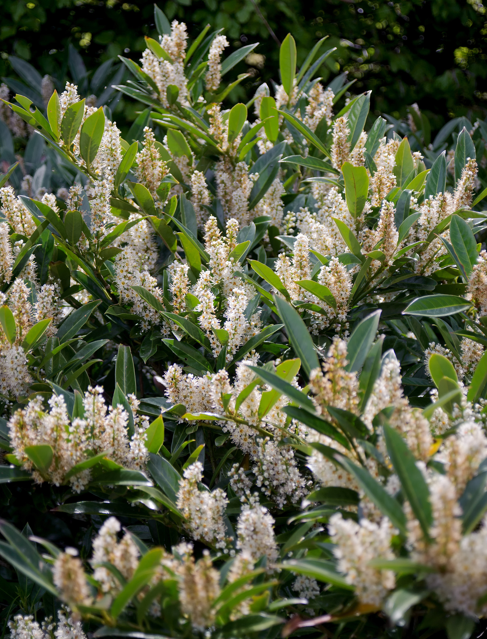 AF Zoom-Nikkor 28-80mm f/3.3-5.6G sample photo. . photography