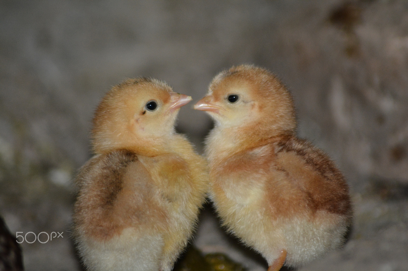 Nikon AF Nikkor 70-300mm F4-5.6G sample photo. Baby twins! photography