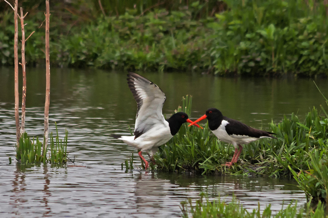 Canon EF 70-300mm F4-5.6 IS USM sample photo