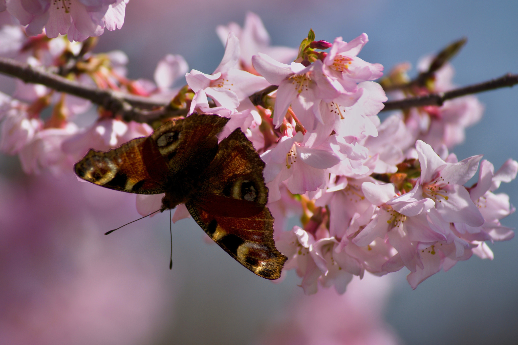 55.00 - 300.00 mm f/4.5 - 5.6 sample photo. Butterfly photography