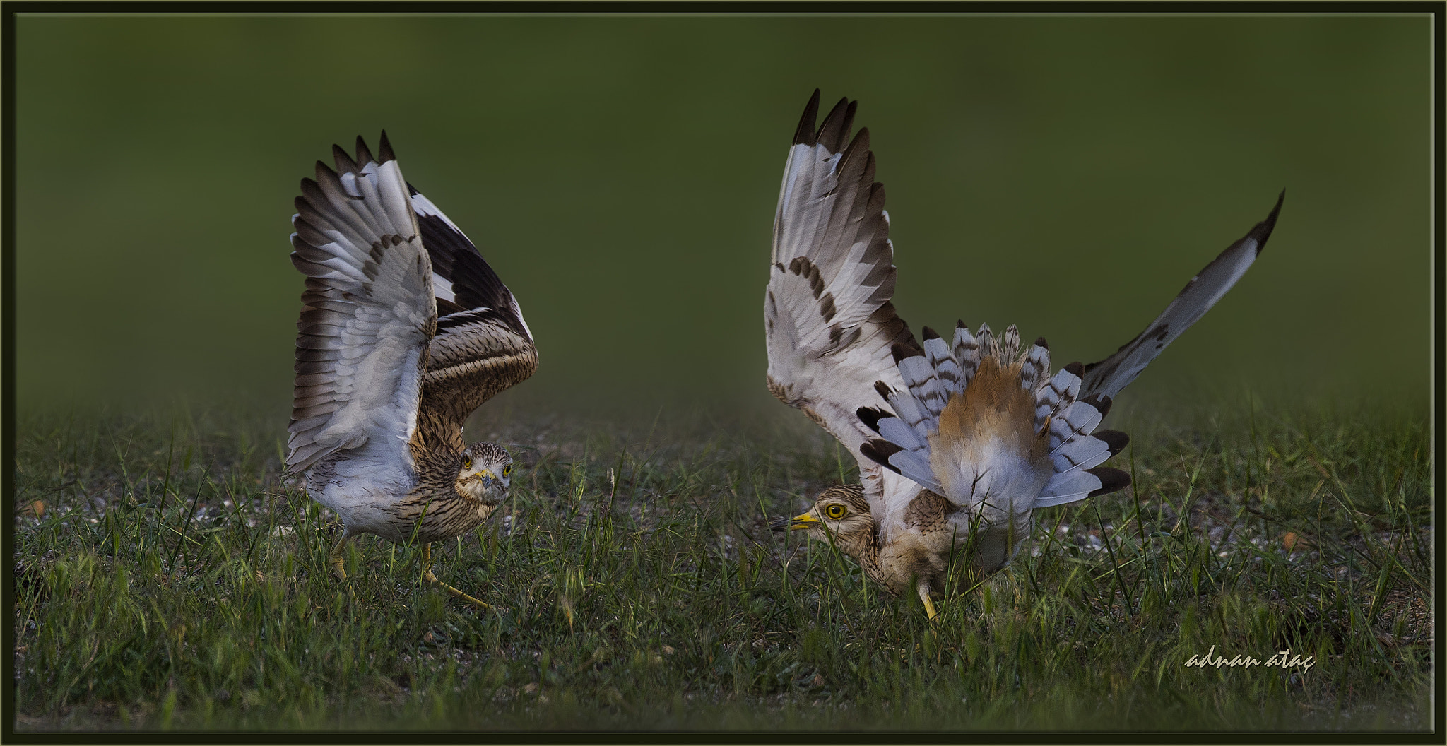 Nikon D4 sample photo. Kocagöz - burhinus oedicnemus - eurasian stone curlew photography