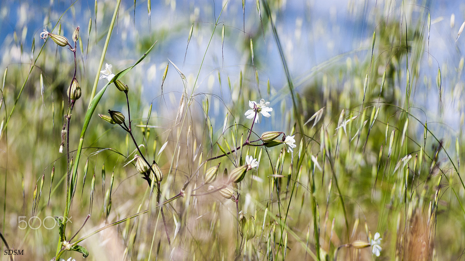 Pentax smc D-FA 100mm F2.8 macro sample photo. From ladybird's point of view photography