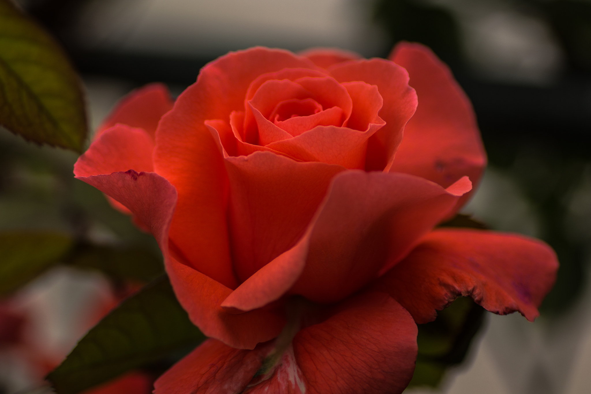 Canon EOS 700D (EOS Rebel T5i / EOS Kiss X7i) + Tamron SP AF 90mm F2.8 Di Macro sample photo. Rose photography