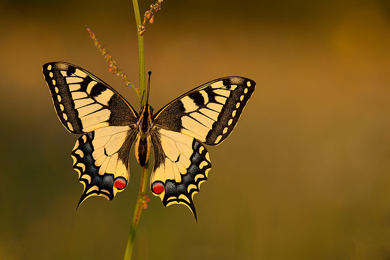 Canon EF 180mm F3.5L Macro USM sample photo. Swallowtail close-up photography