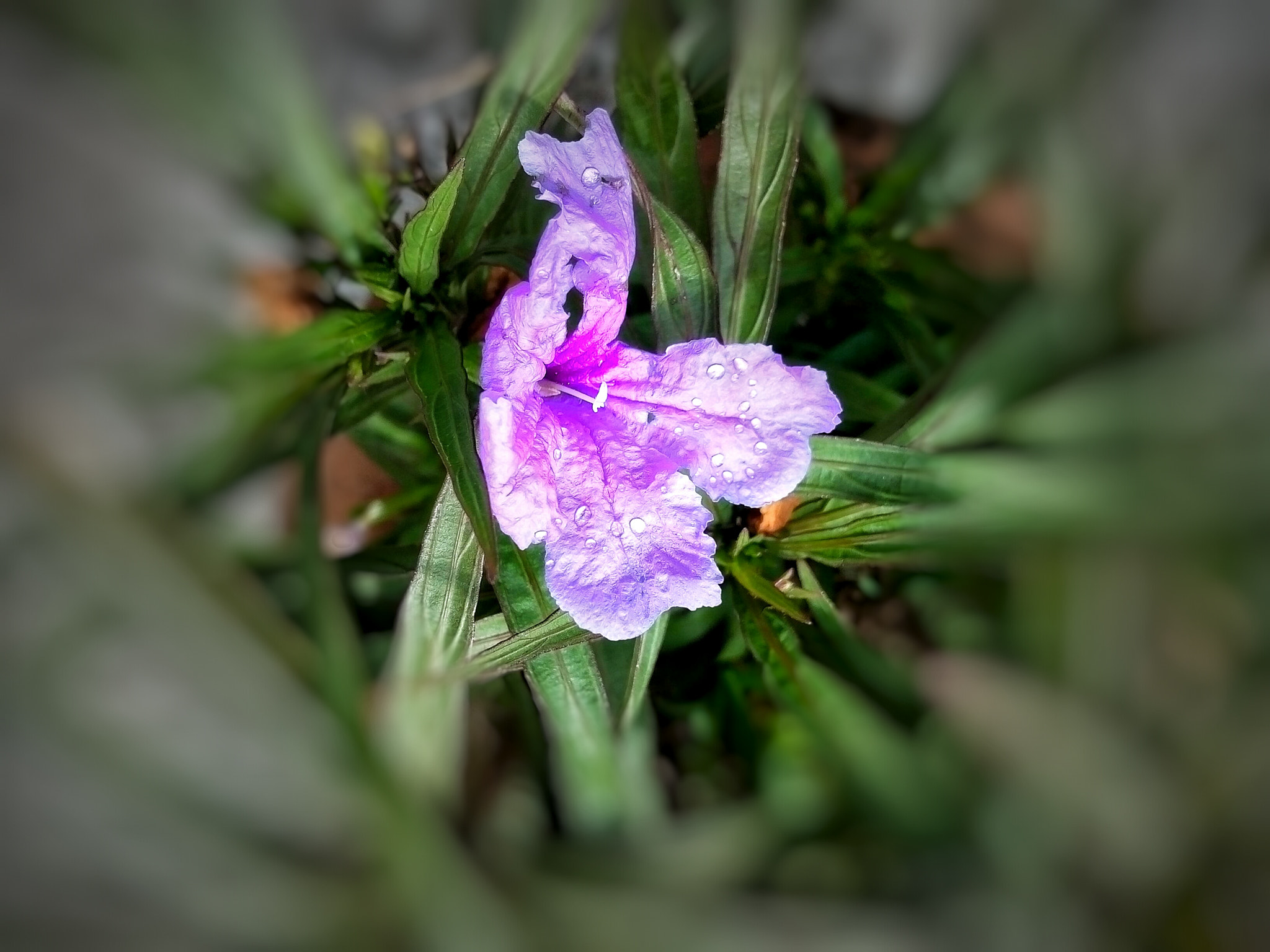 OPPO 1201 sample photo. Wild flower photography