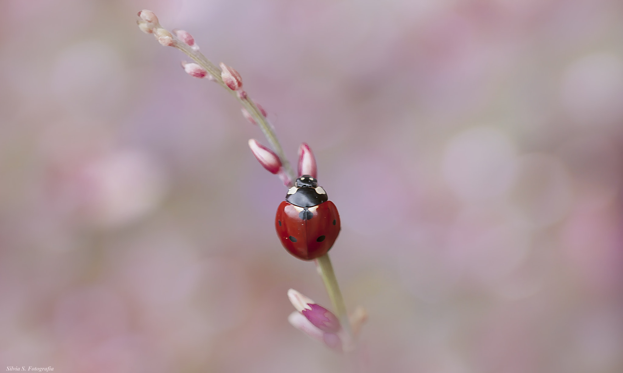 Sigma 105mm F2.8 EX DG OS HSM sample photo. Pink bokeh.... photography